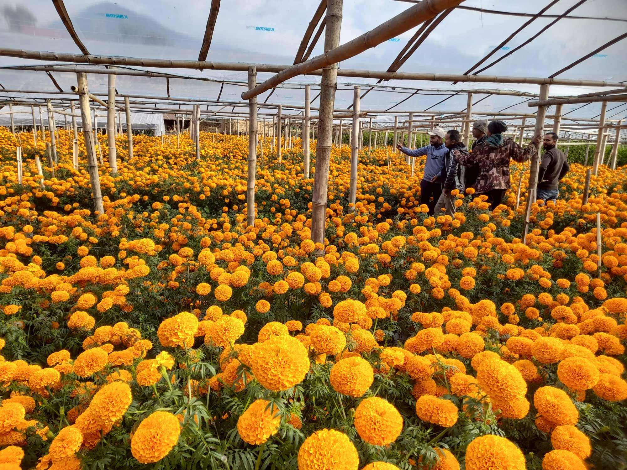 पोखरामा पुष्प मेला आयोजना, फूलमा निर्भरता घट्दै