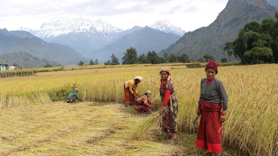 धानबाली भित्र्याउन भ्याइनभ्याइ