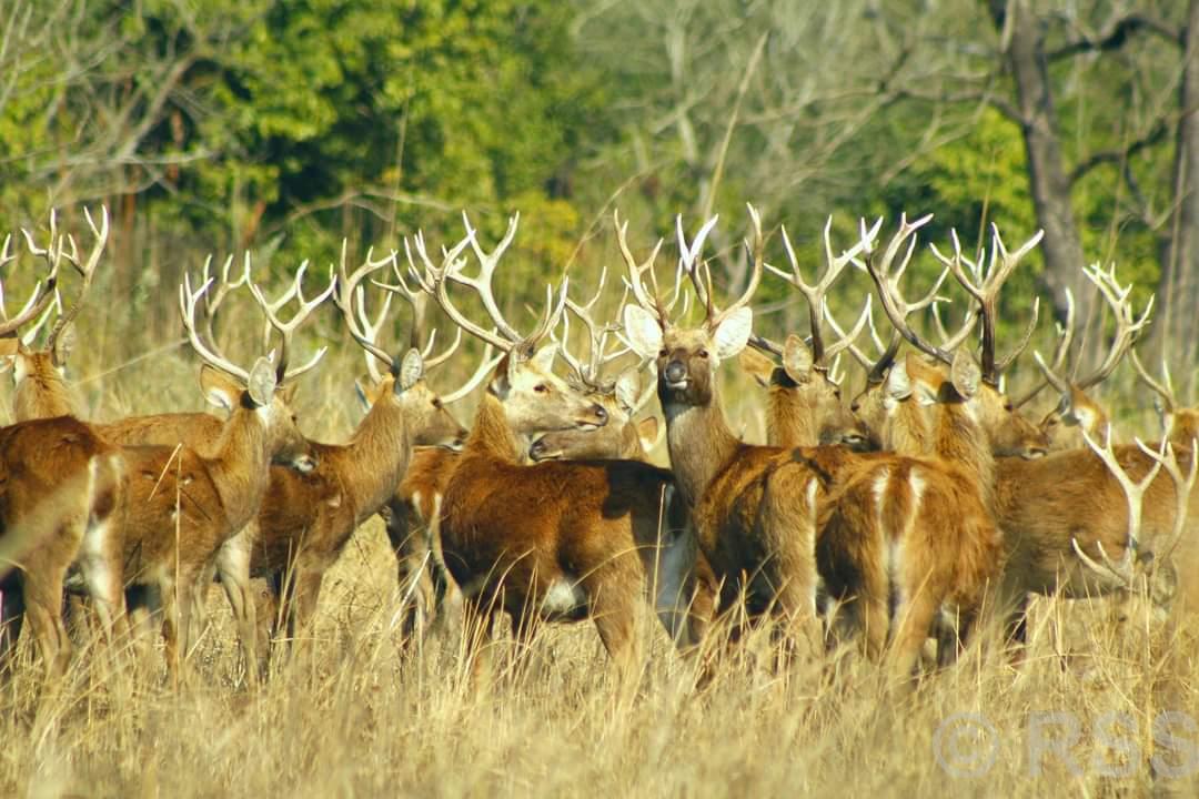 पर्यटकका लागि आकर्षक गन्तव्य ‘शुक्लाफाँटा’ बाह्रसिङ्गाका लागि प्रख्यात, कसरी पुग्ने ?