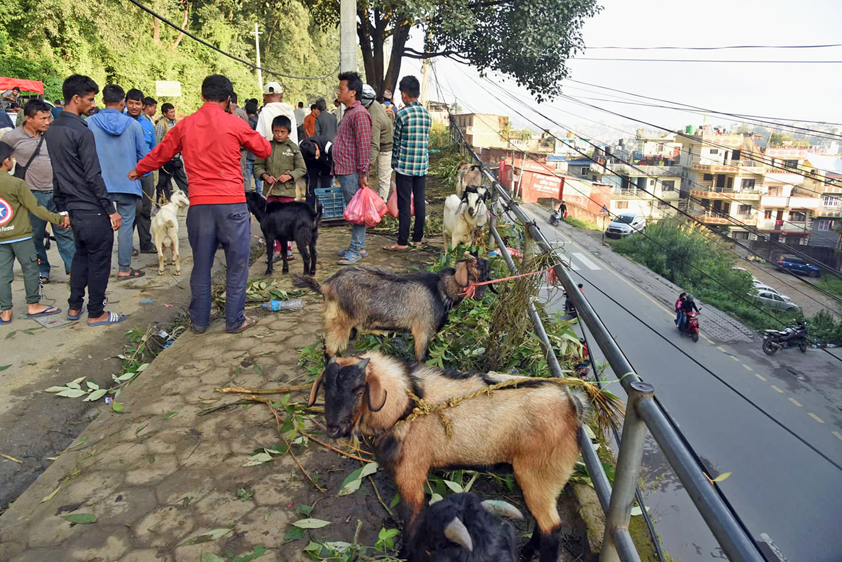 अनुगमन टोलीलाई खसी व्यापारीको जवाफ: हचुवामा ल्यायौं, हचुवामै बेच्छौं