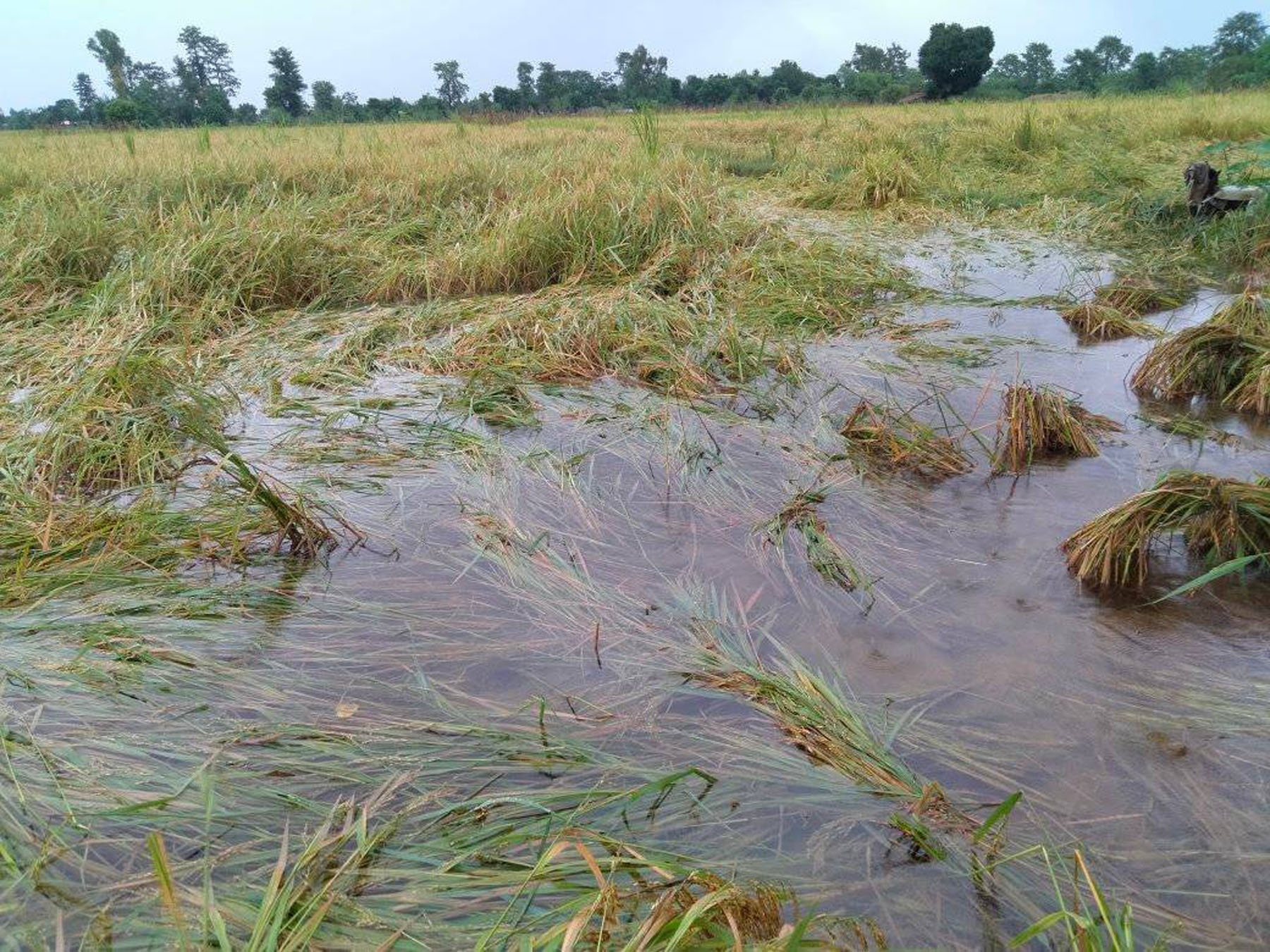 पाकेको धान खेतमै भिजेपछि किसान चिन्तित