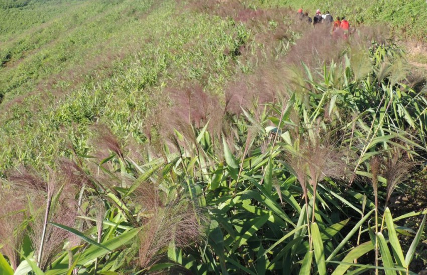 अदुवा, अमिलो र अम्रिसो बन्यो आम्दानी स्रोत