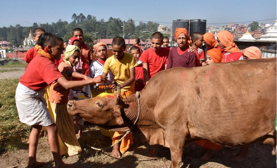 आज गाई तिहार