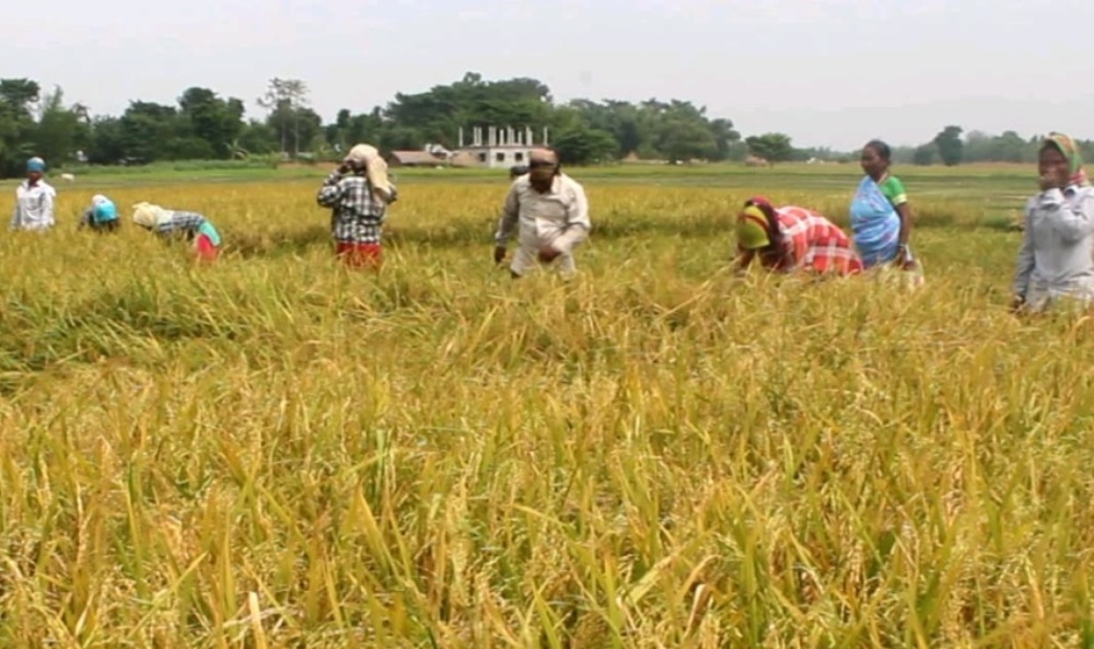 झापामा धानको उत्पादकत्व बढ्यो