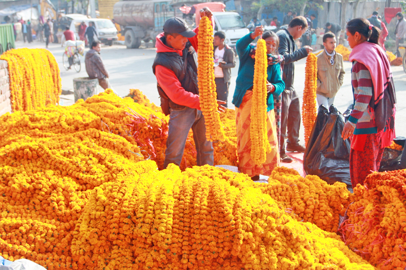 तिहारमा चार दिन फूल बिक्री गर्ने ठाँउ तयार पार्दै काठमाडौँ महानगर