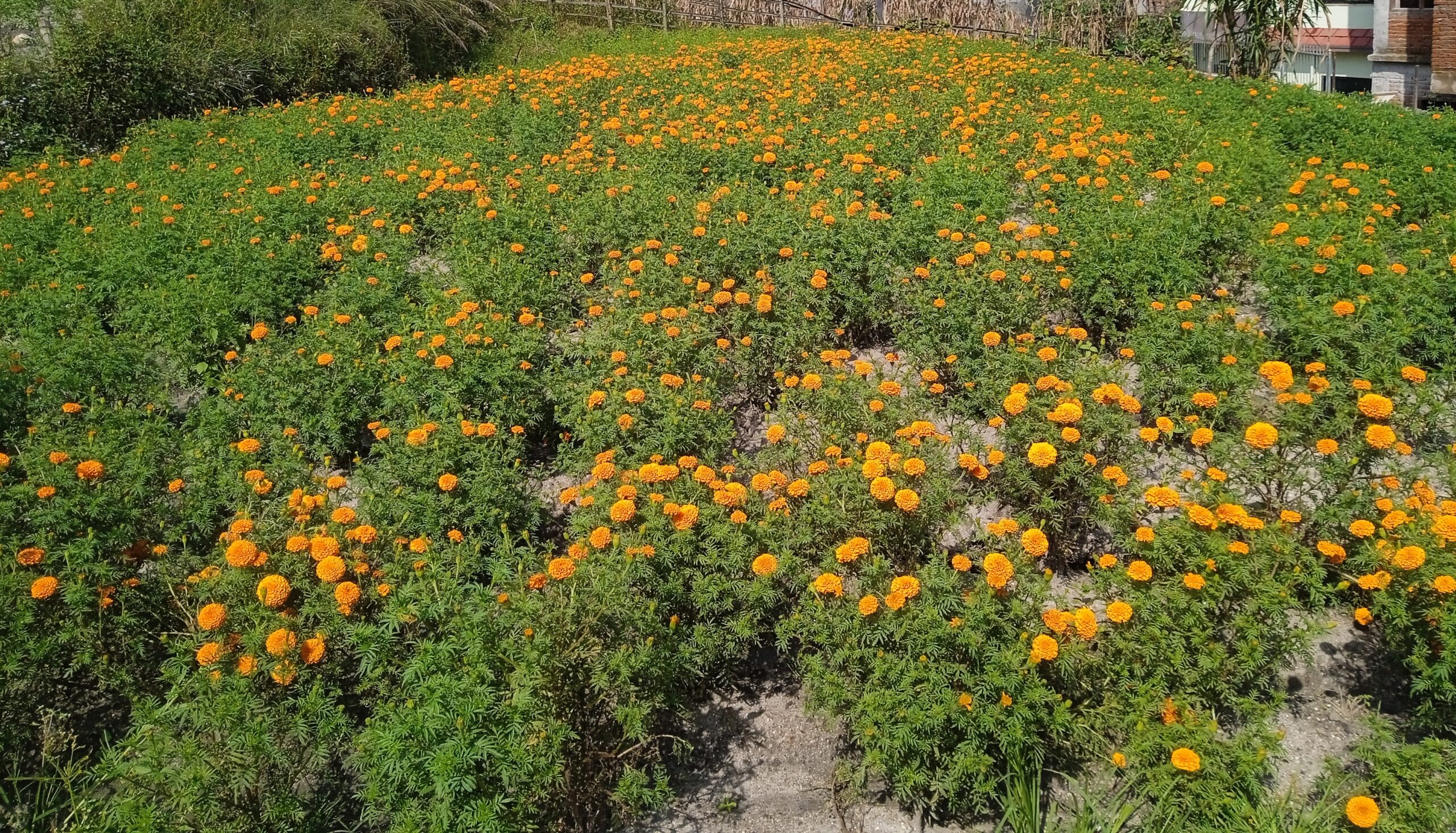 शीतगृहमा राखिएका १ करोडभन्दा बढीको फूल नष्ट