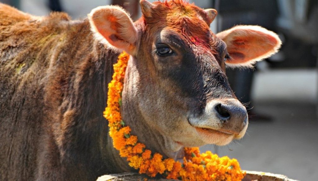 आज गोवर्द्धन पूजा, नेपाल सम्वत ११४३ पनि प्रारम्भ