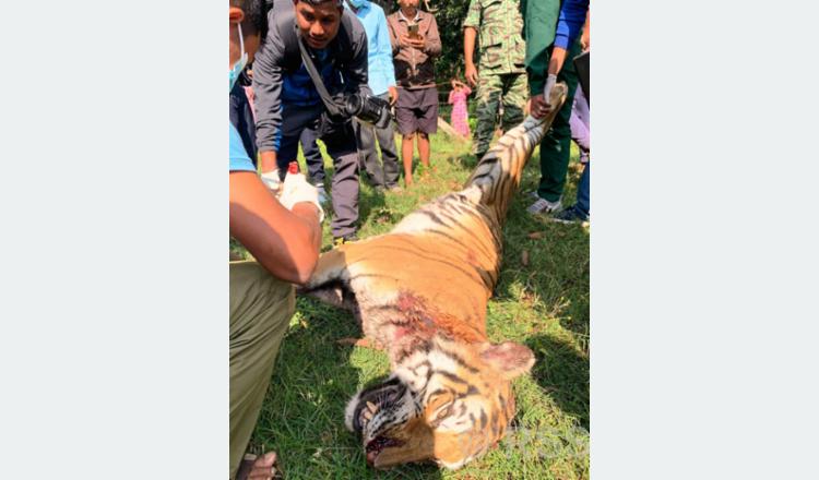 बर्दियामा पाटे बाघ मृत फेला