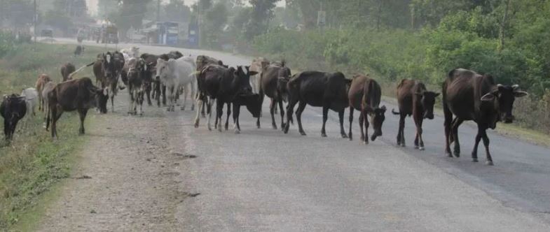 सरकारले अघि सार्‍यो पशुको पञ्जीकरणको योजना