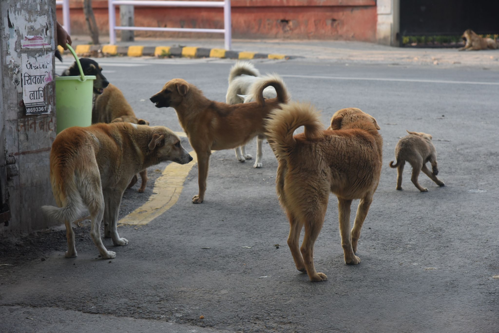 काठमाडौं महानगरका सामुदायिक कुकुरमा ‘डिस्टेम्पर’ रोग, सचेत रहन आग्रह