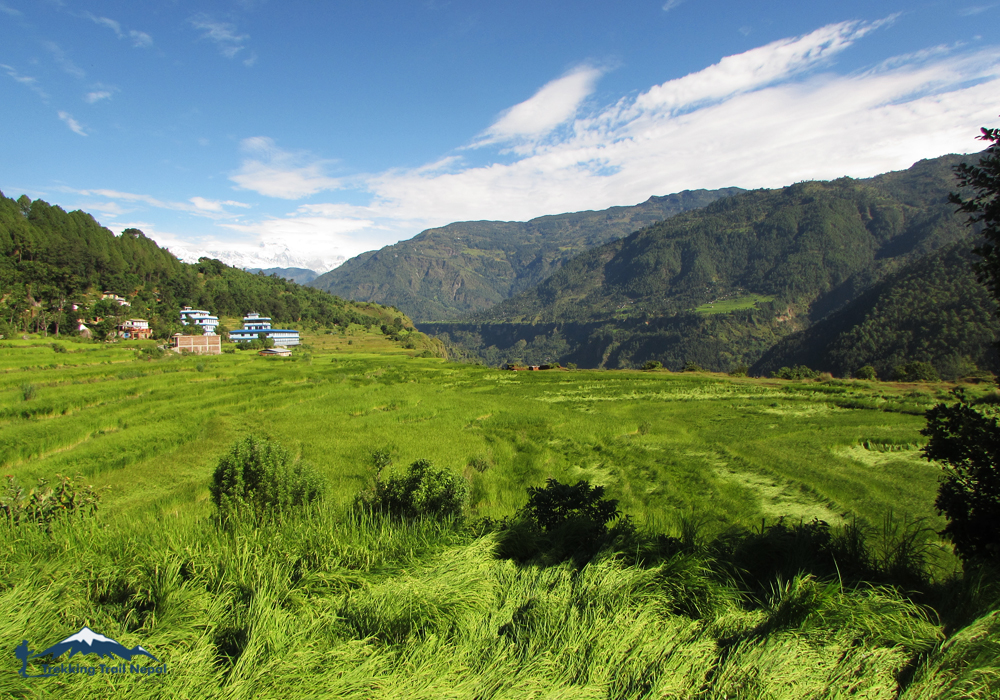 घाँसे मैदान बाङ्गेचौरलाई रङ्गशाला बनाइने