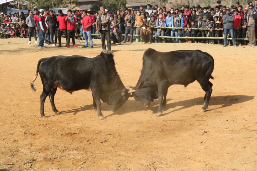 धादिङको धुवाँकोटमा माघे सङ्क्रान्तिमा गोरु जुधाइने