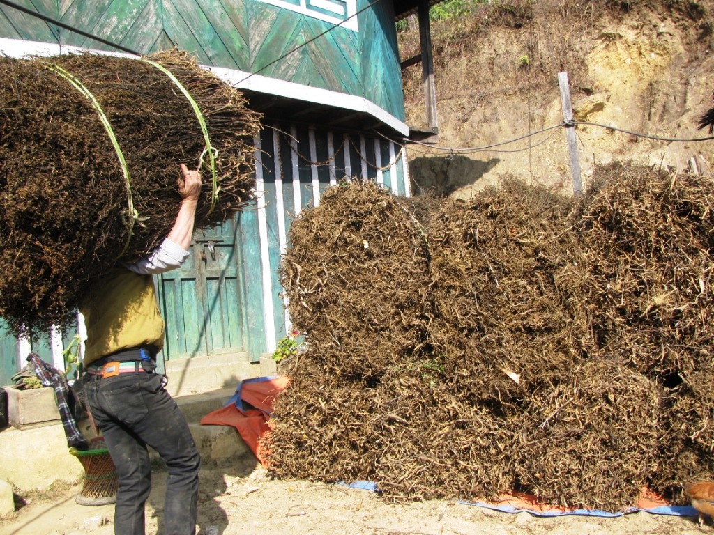 चिराइतोको माग बढ्दो, उत्पादन घट्दो