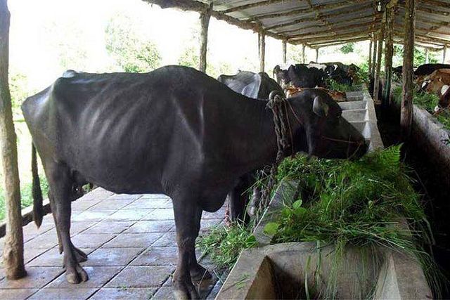 अनुदानमा भैँसी पाएसँगै फेरियो किसानको दैनिकी