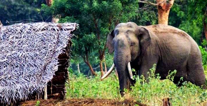 हात्ती गाउँमा प्रवेश गरेपछि स्थानीय त्रासमा