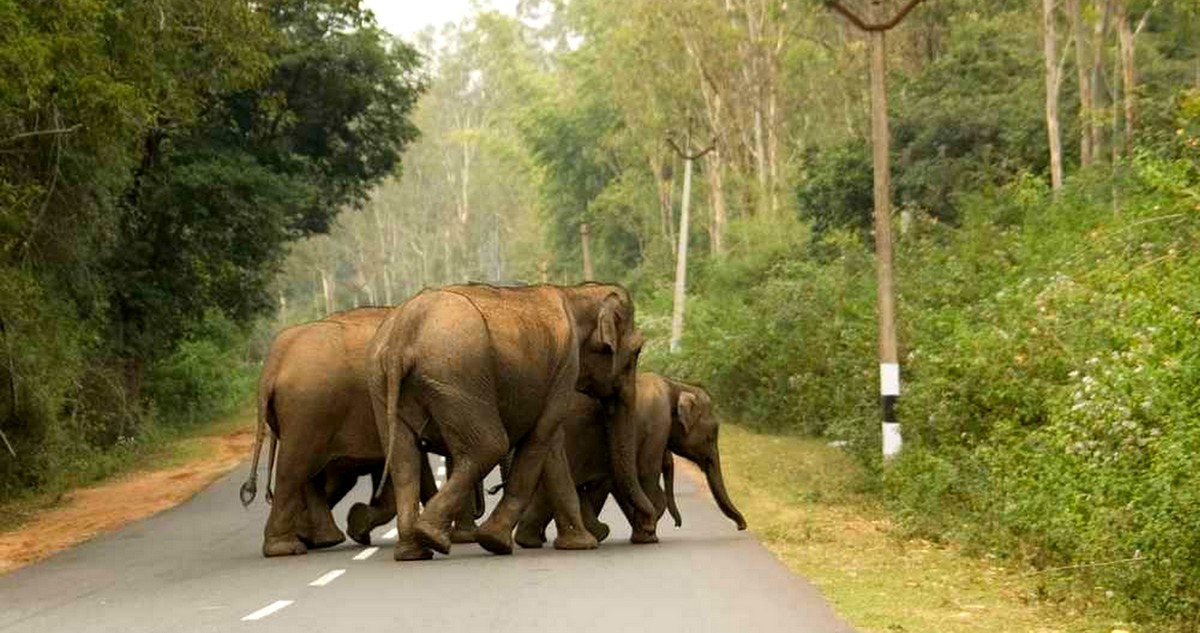 हात्ती गाउँ प्रवेश गर्न थालेपछि त्रास