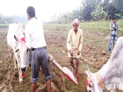 मिथिलाञ्चलमा आज हलो र गोरुको पूजा गरिँदै