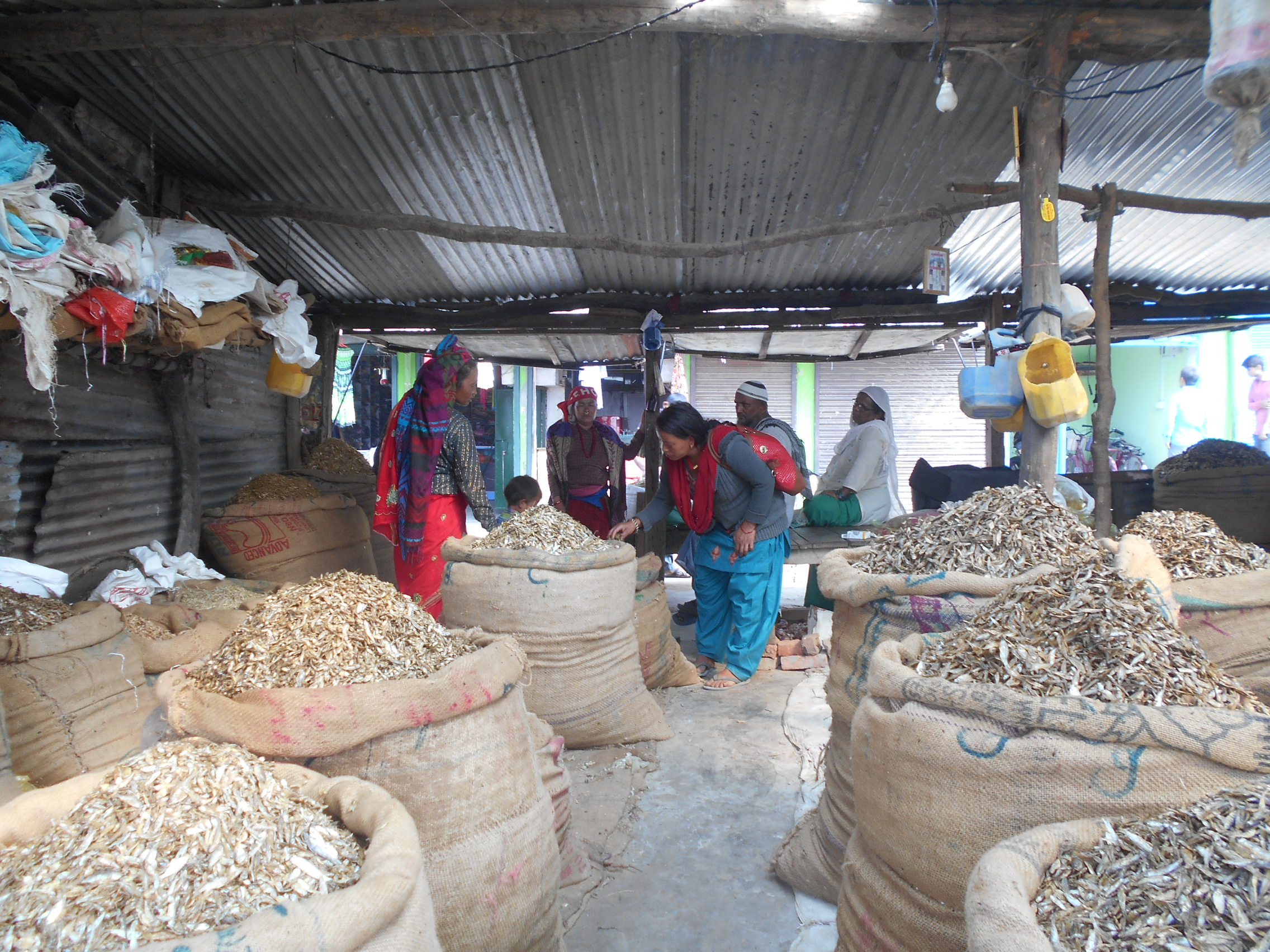 जाडोयाम सुरु भएसँगै फष्टायो सिद्राको व्यापार