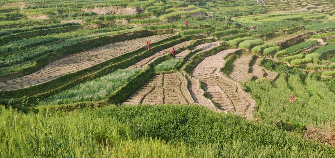 मलमा अनुदान कटौतीले कृषि उत्पादन घट्ने खतरा