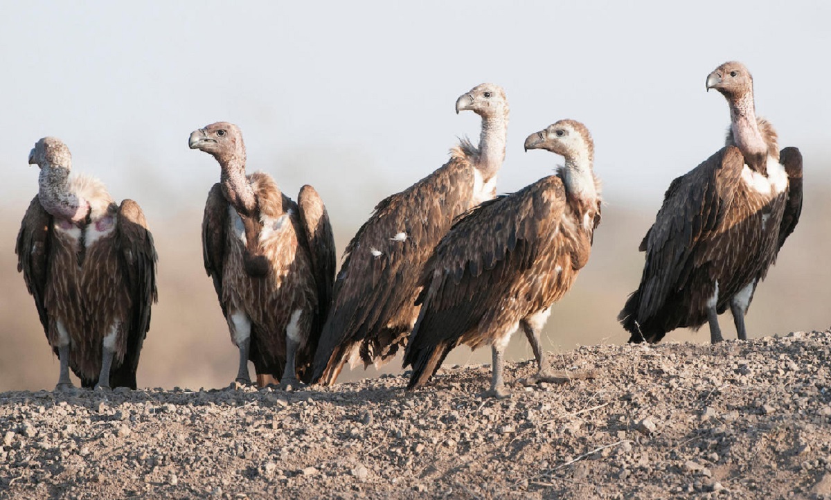 आहाराको व्यवस्थासँगै लोपोन्मुख गिद्धको संख्यामा वृद्धि