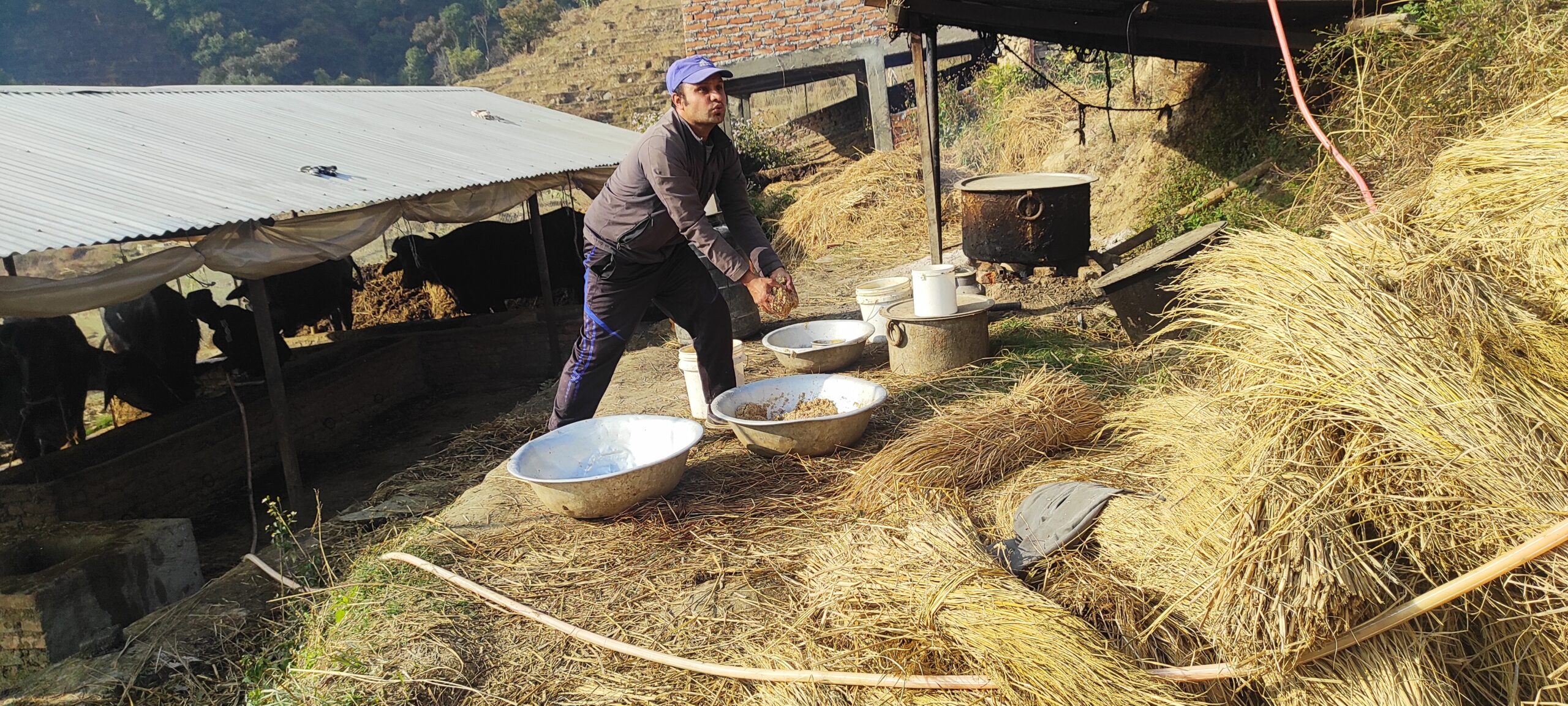 बढ्दै तोरीको उत्पादनः किसानमा हर्ष