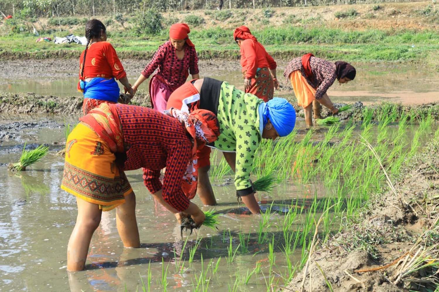 बारामा ९८ प्रतिशत रोपाइँ सम्पन्न