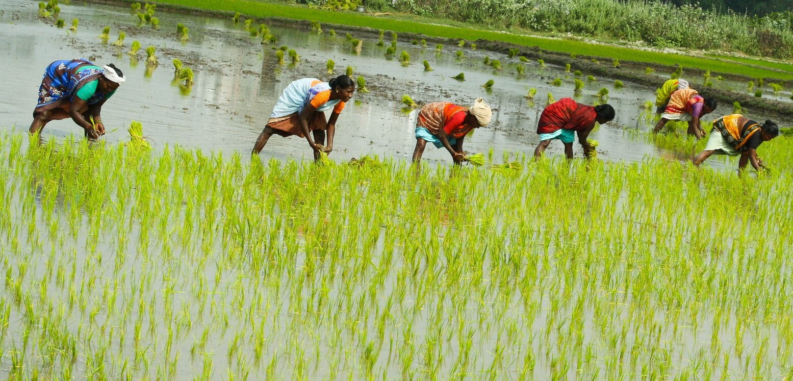 उदयपुरमा चैते धानखेती घट्दै