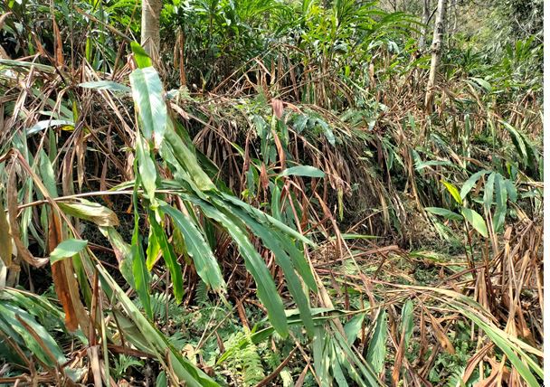 ताप्लेजुङमा सुक्न थाले अलैँचीका बोट