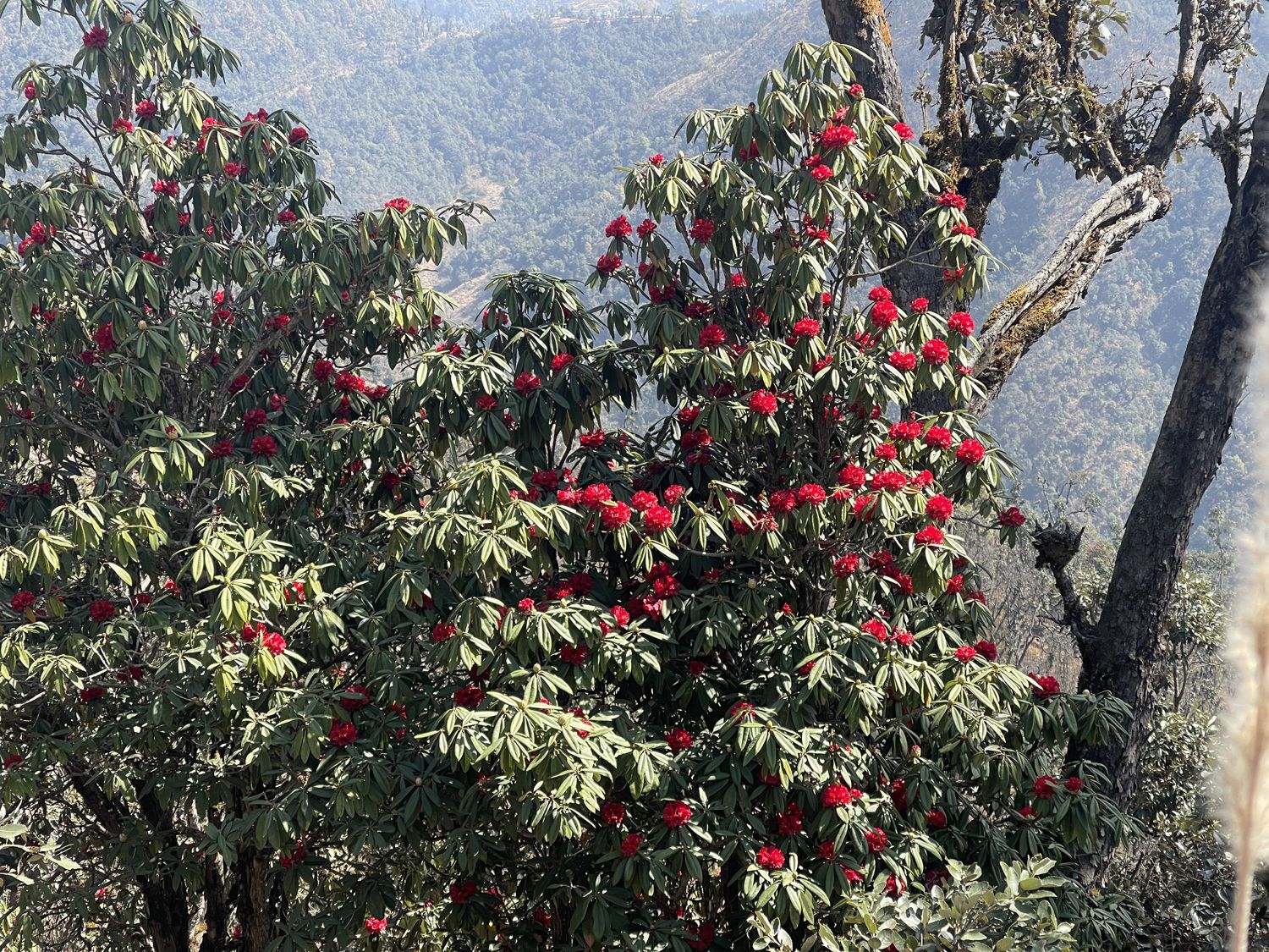 लालीगुराँसले राताम्य सोलेडाँडामा पर्यटकको चहलपहल