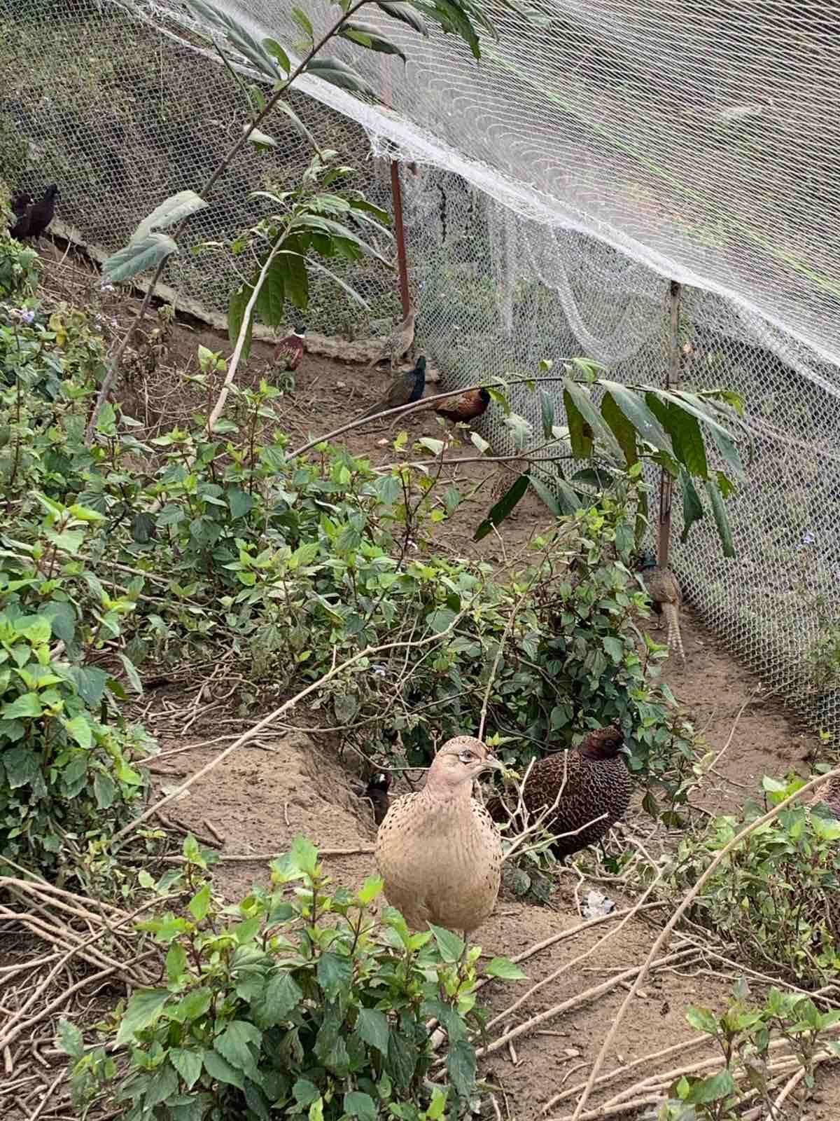 चुरेमा फस्टाउँदो कालिजपालन व्यवसाय, ‘धैर्य गरे घाटा हुँदैन’