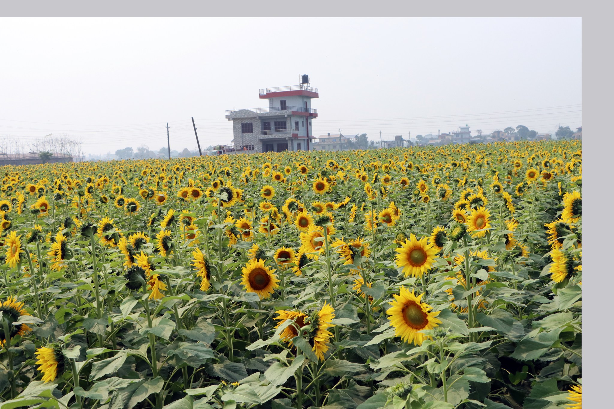 व्यावसायिक सूर्यमुखी खेतीतर्फ बढ्दै आकर्षण, १० वर्ष पछि फर्किएका चन्द्रप्रसाद