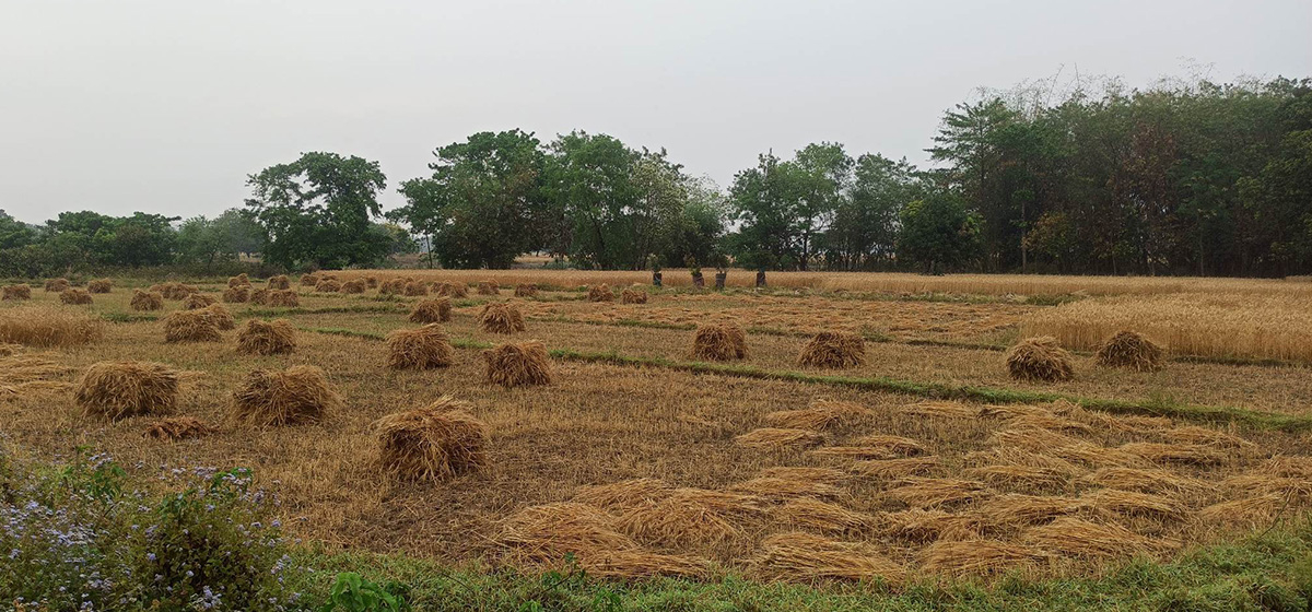 बेमौसमी वर्षाले गहुँबालीमा क्षति