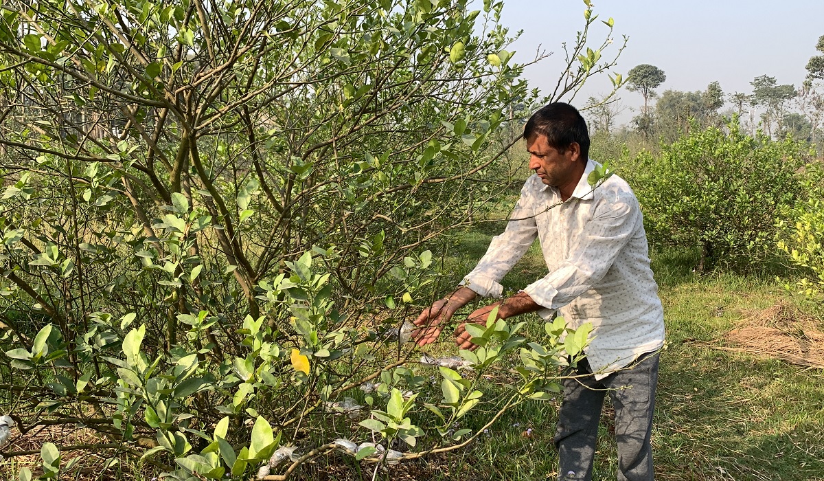 कागती खेतीबाट वर्षको २० लाखभन्दा बढी आम्दानी