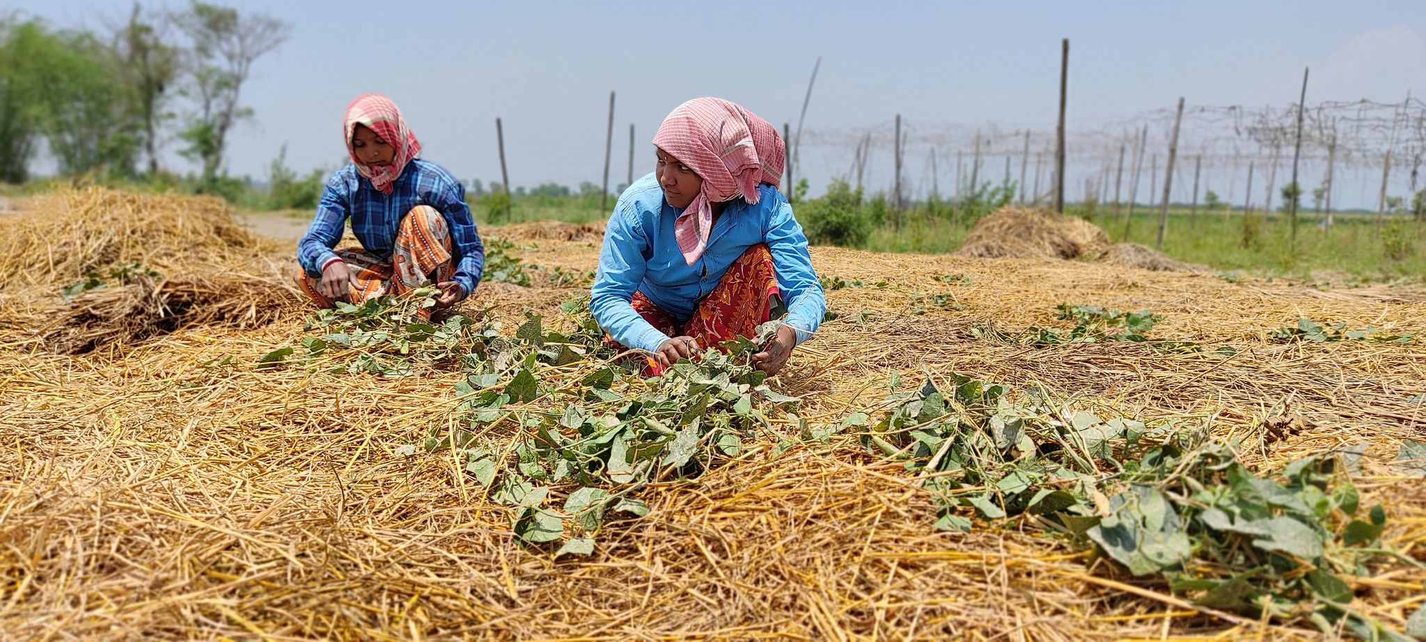 जग्गा नेपालको, खेतीपाती भारतीयको