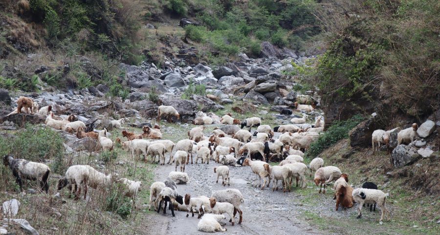 ६ महिनापछि लेक चड्न थाले भेडी गोठ