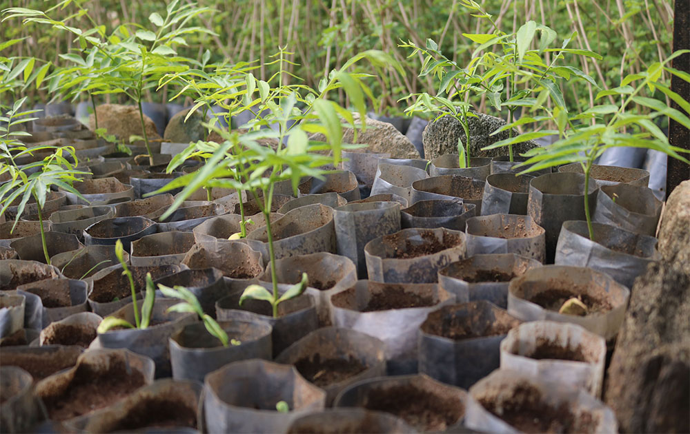 फलफूलका बिरुवा उत्पादनबाट मनग्य आम्दानी