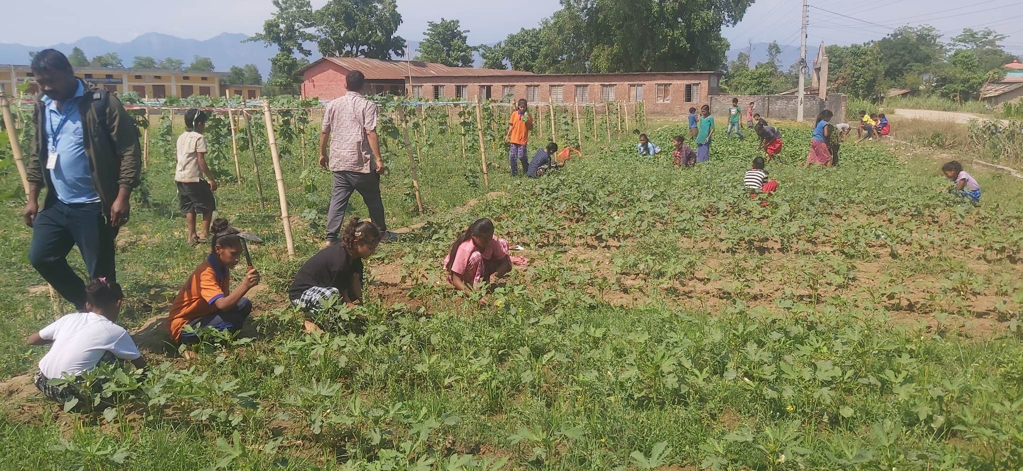 पढाइसँगै विद्यालय हाताभित्र तरकारी स्याहार्दै विद्यार्थी