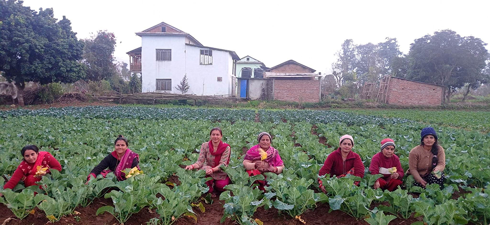 सिङ्गो गाउँ नै तरकारीखेतीमाः वार्षिक भित्रिन्छ ८० लाख