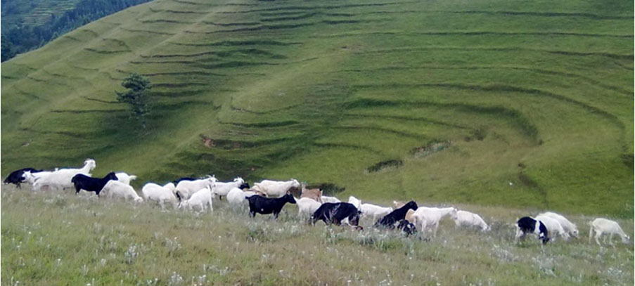 जाडो र चाडबाड नजिकिएसँगै बेसी झर्न थाले भेडीगोठ