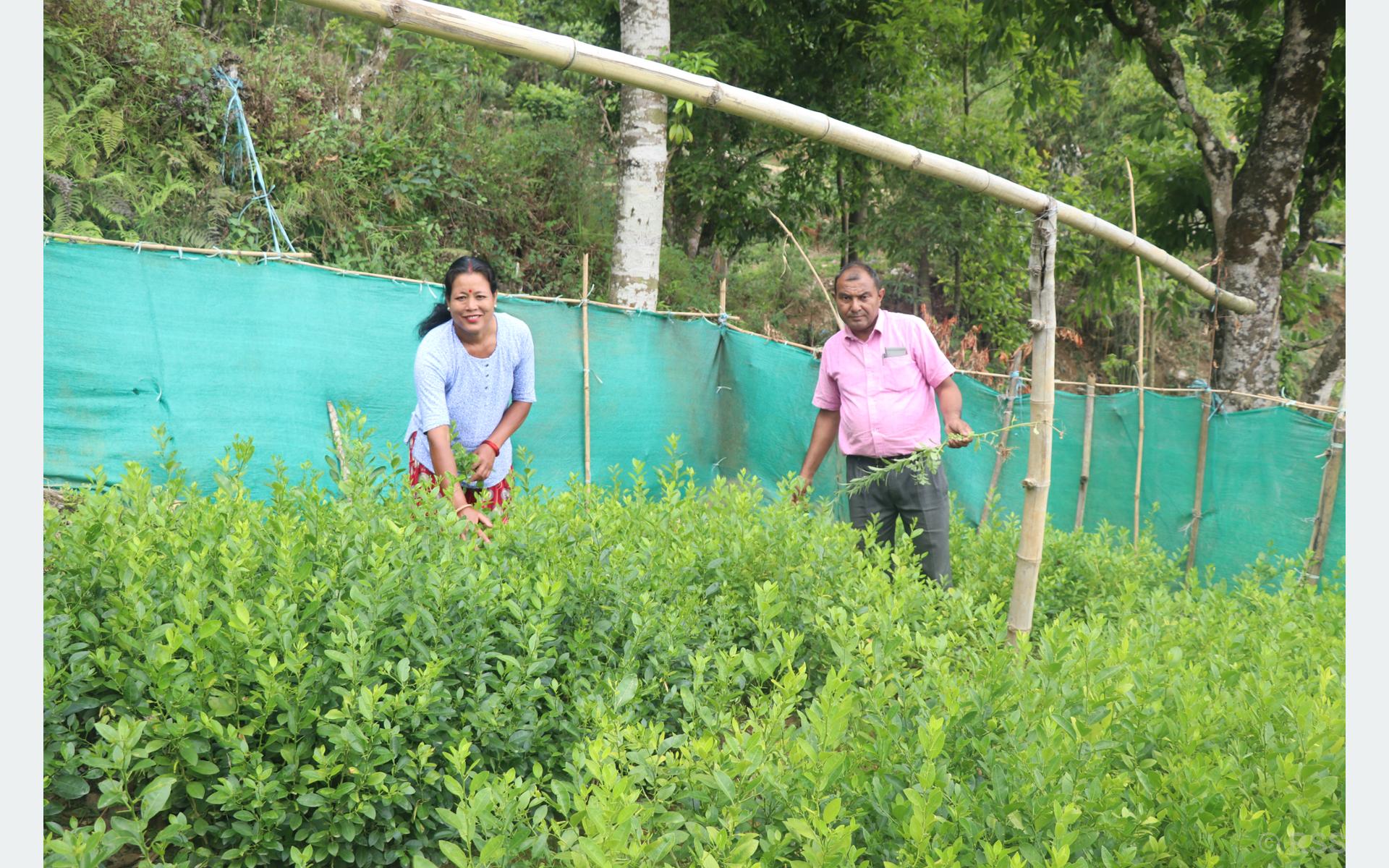 बिक्दैनन् फलफूलका बिरुवा, बजारीकरणमा समस्या