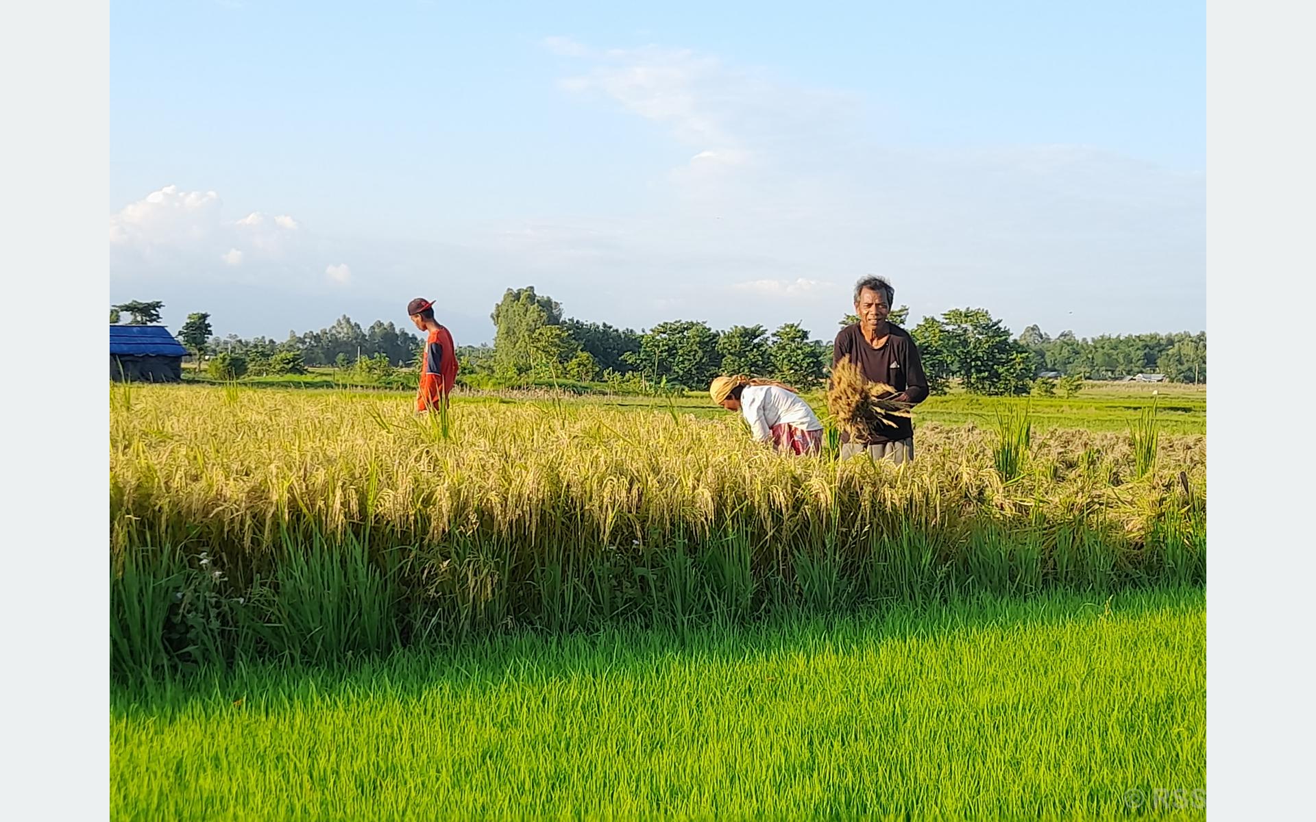 चैतेधानको मूल्य दोब्बर भएपछि किसान उत्साहित