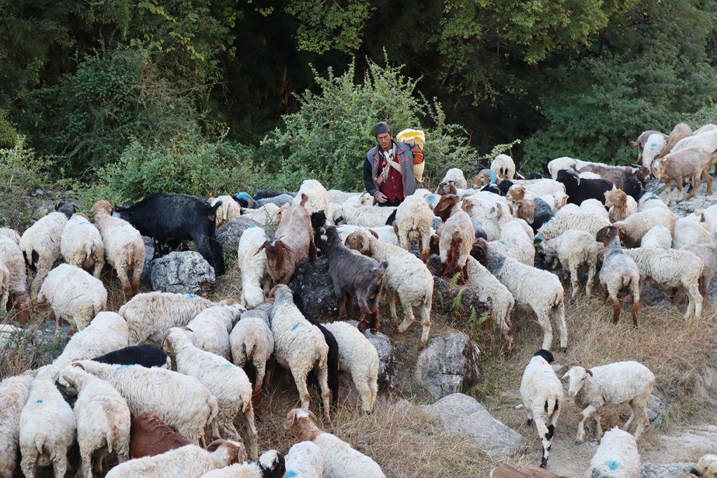 कर्णाली मासुमा आत्मनिर्भर, वार्षिक एक करोड ४० लाख बढीको खसीबोका निर्यात