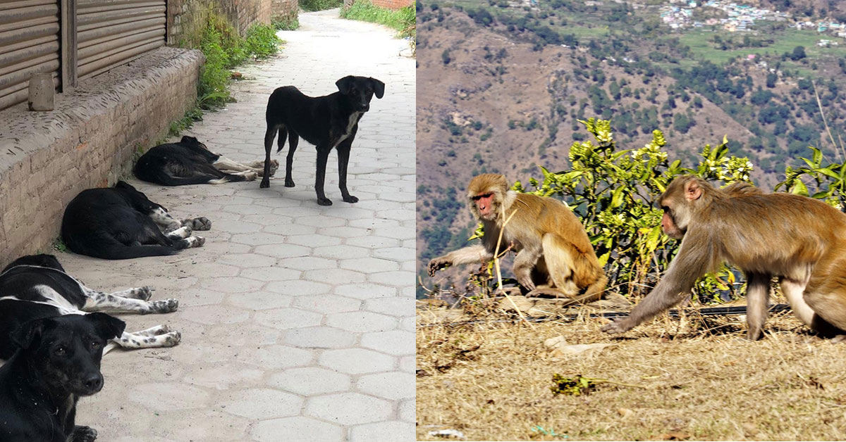 बागलुङ स्थानीय तहका नीति : कुकुरलाई ‘होस्टेल’, बाँदरलाई बगैँचा