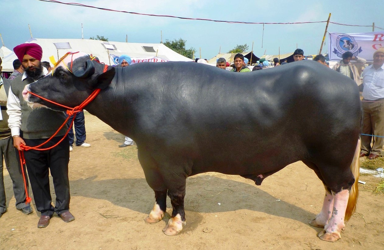 भारतले दिएका १५ मुर्रा राँगाबाट एक लाख भैँसीमा नश्ल सुधार गरिने: पोखरा, नेपालगञ्ज र लहान