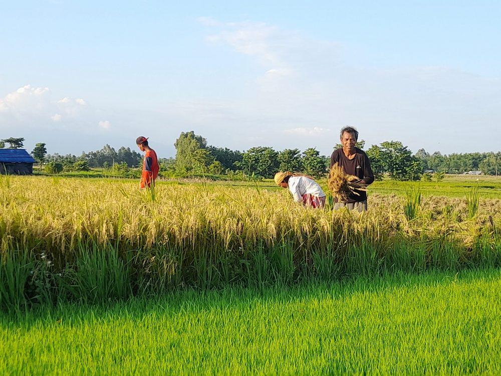 खेतमै सुक्यो धान, चिन्तामा किसान