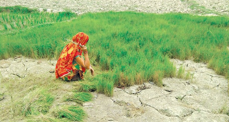 खडेरीले बीउ सुक्यो, रोपाइँ प्रभावित