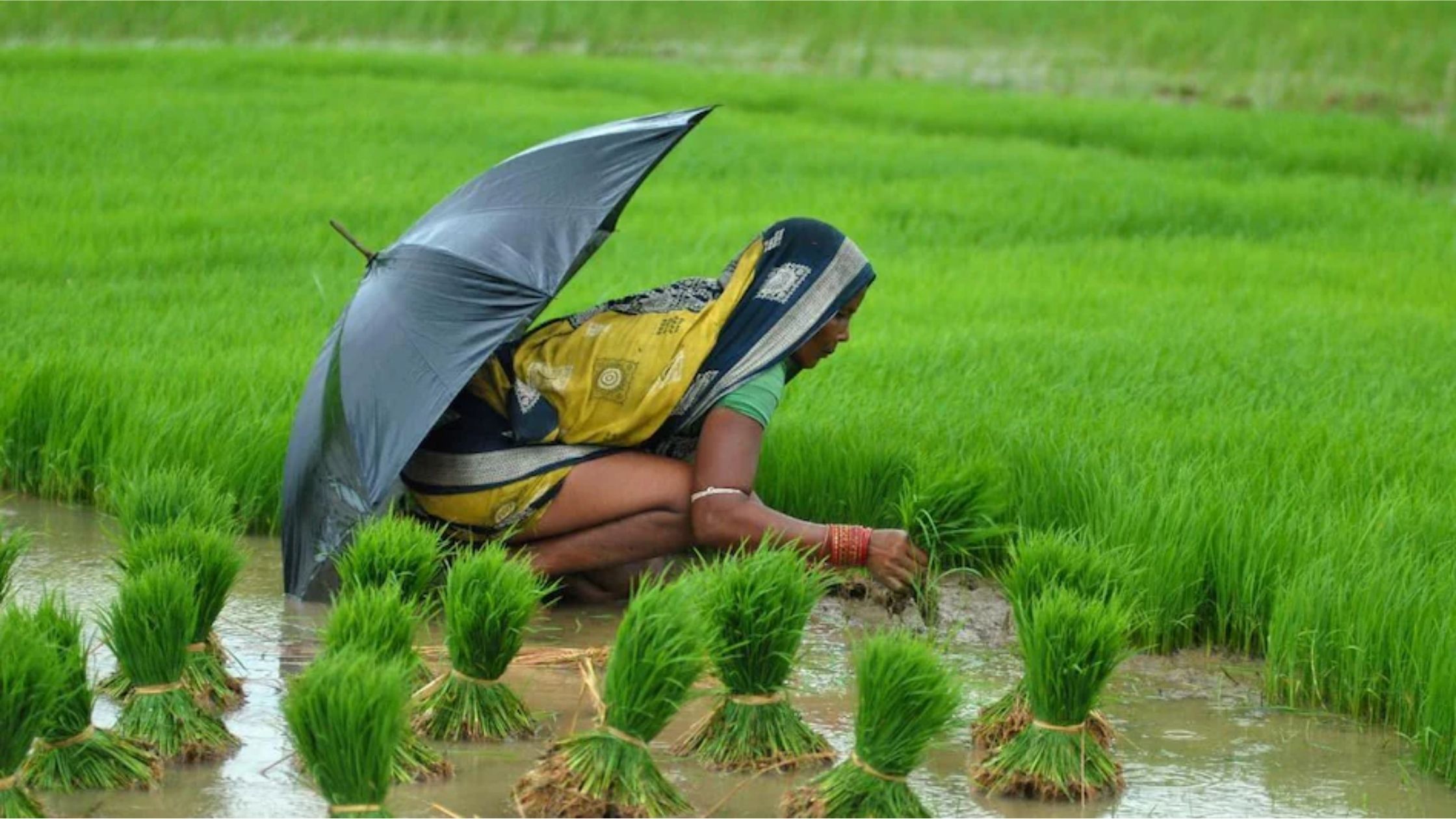 अत्यधिक गर्मीले धानको बीउ सुक्यो, किसान चिन्तित