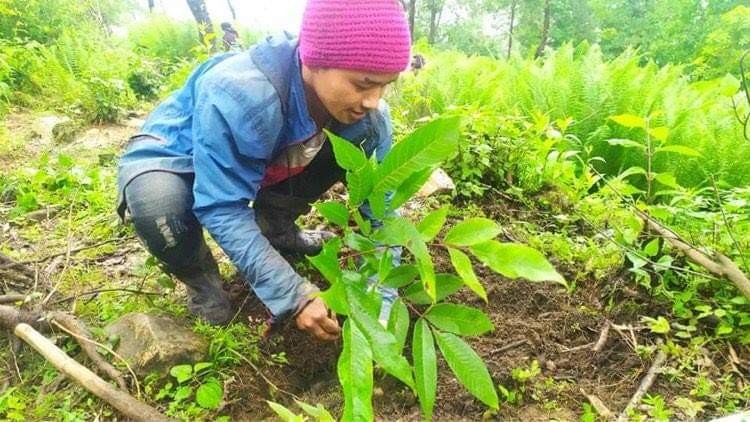 ३४ जिल्लामा काष्टफल तथा फलफूल विकास आयोजना