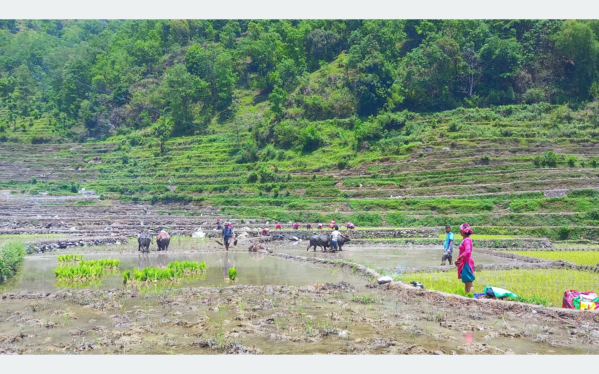 गलकोटमा किसानलाई असार नलाग्दै रोपाइँको चटारो