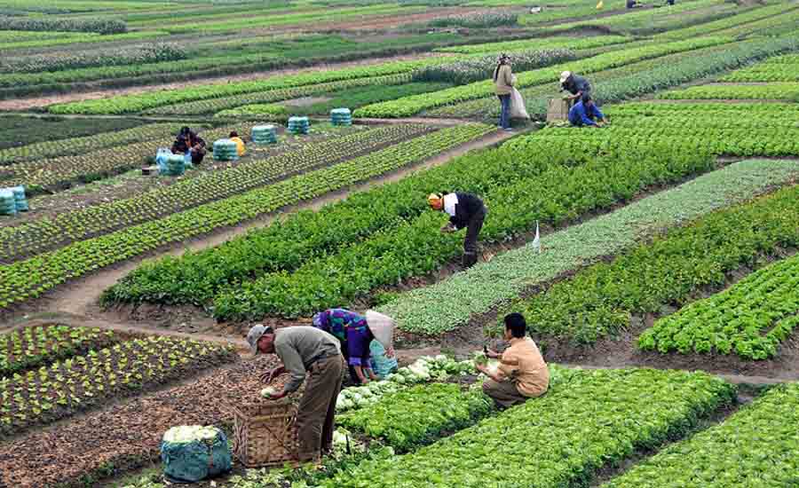 व्यावसायिक कृषि तर्फ किसानको आकर्षण बढ्दो